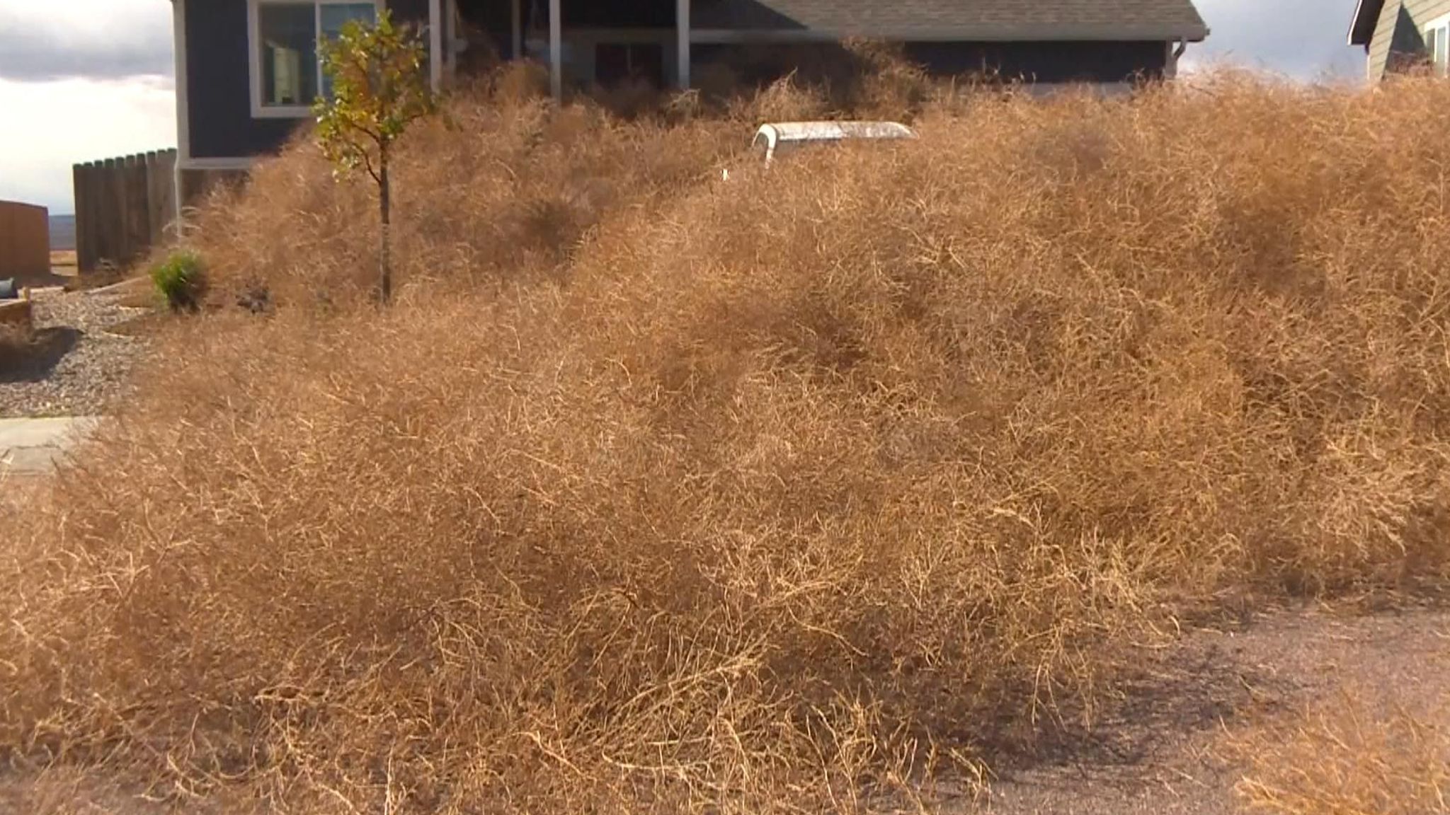 VIDEO] Colorado neighborhood buried by thousands of tumbleweeds