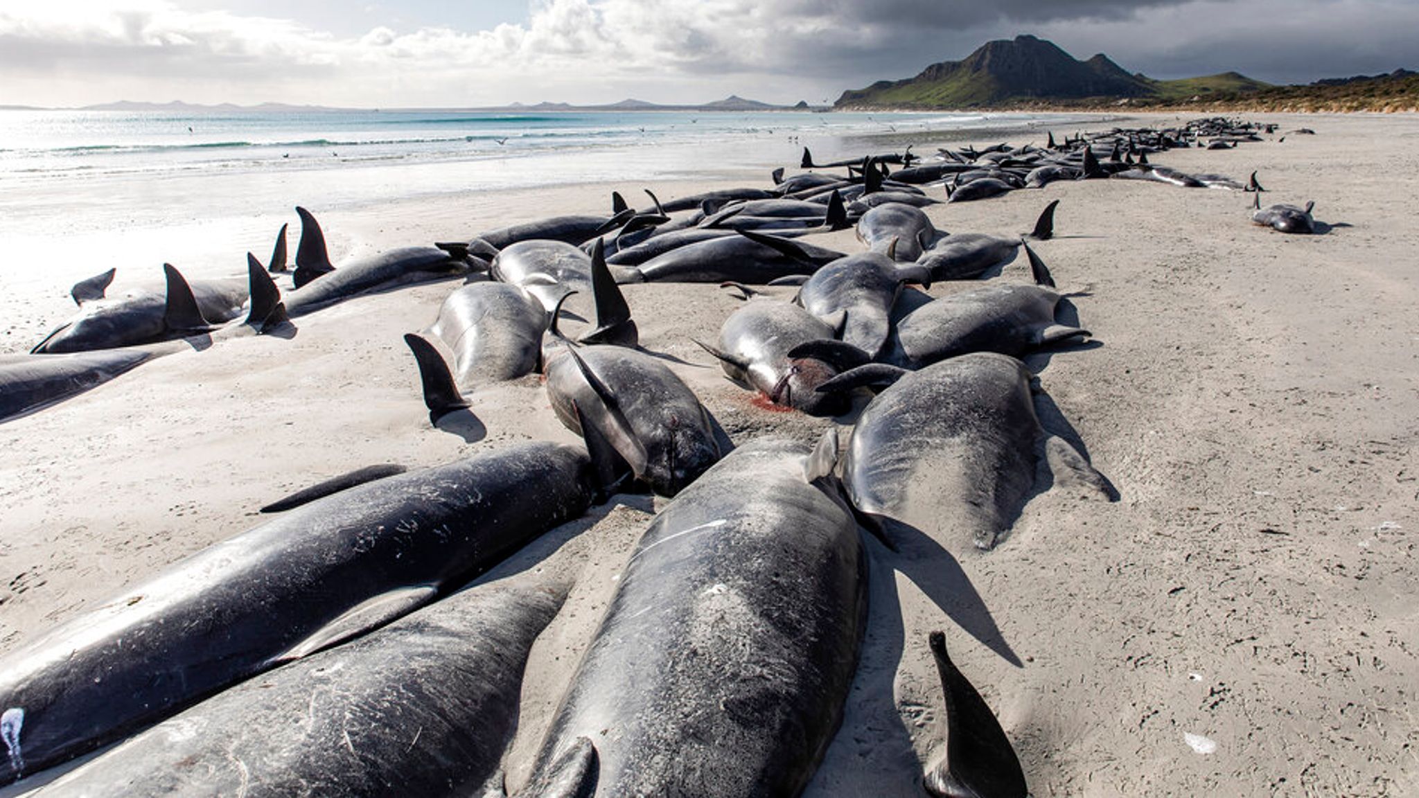 Nearly 500 Whales Die In 'heartbreaking' New Zealand Strandings | World ...