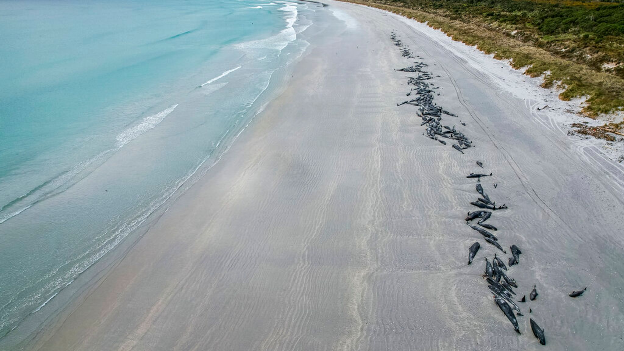 Nearly 500 whales die in 'heartbreaking' New Zealand strandings | World