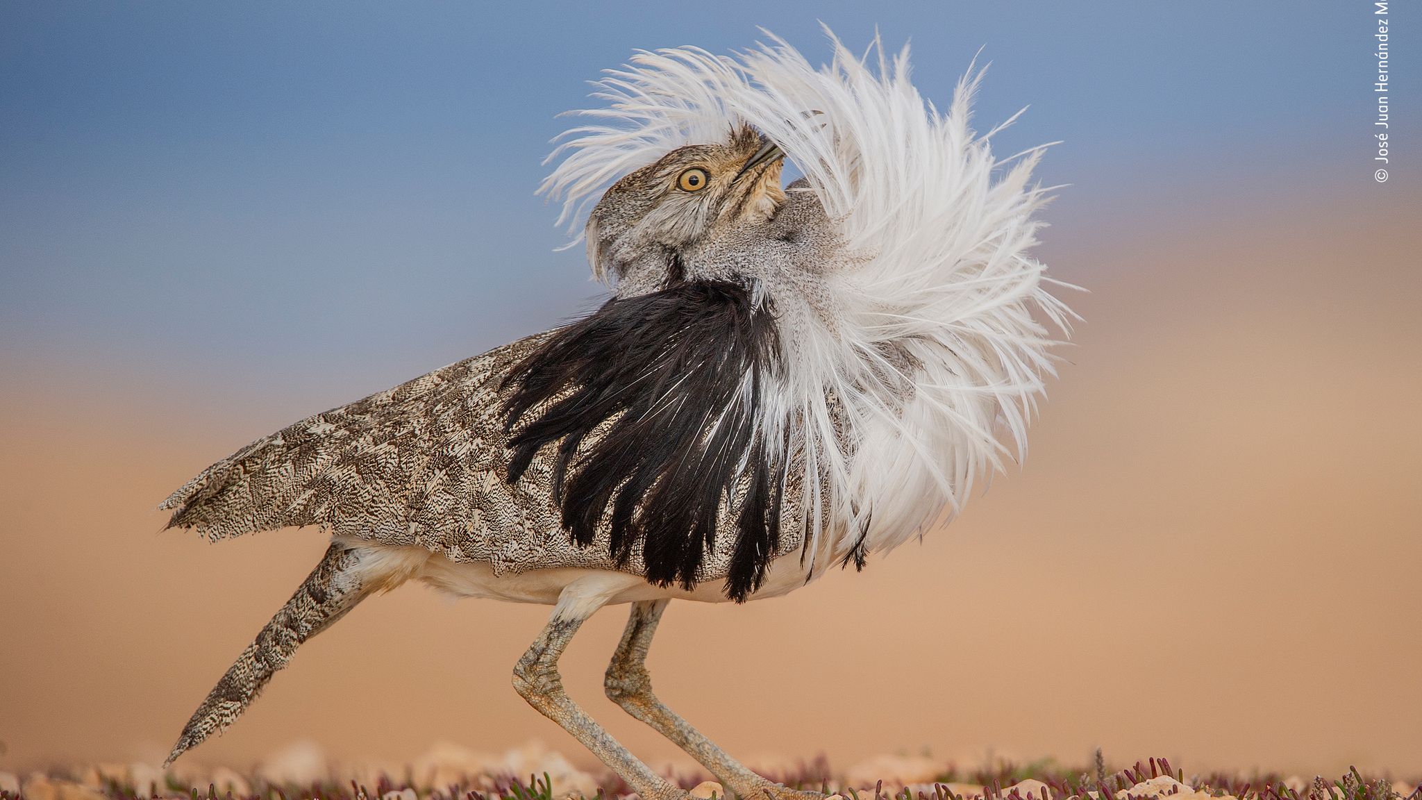 Best animal and nature images of 2022 revealed as Wildlife Photographer