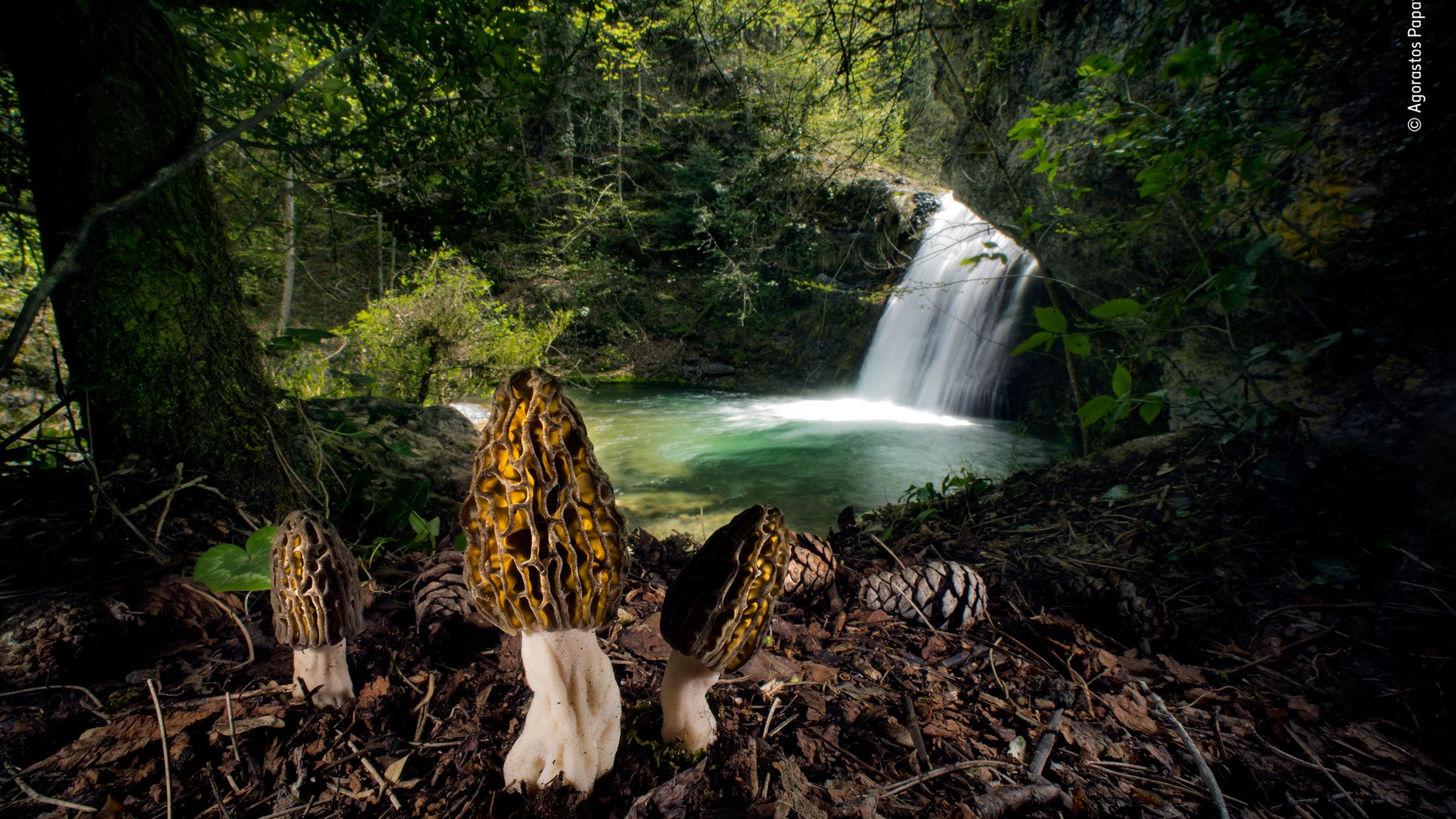 Best animal and nature images of 2022 revealed as Wildlife Photographer