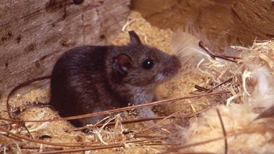 Vegan who failed to deal with mouse infestation and fed them instead is