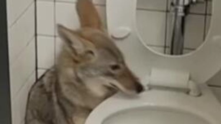 Video posted by the Riverside Country Department of Animals shows a trapped Coyote being freed back into the wild. The animal was discovered  by staff before classes began.