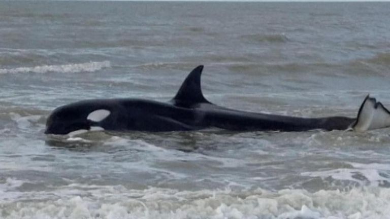 Orca stranded on a beach in the Netherlands