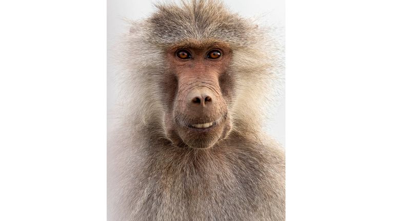 The Comedy Wildlife Photography Awards 2022.Ahmed Alahmed.Safwa.Saudi Arabia.Title: cute.Description: Monkeys of the city of Abha, where they gather and steal food from people in various ways.Animal: Monkey.Location of shot: Abha.Credit:Ahmed Alahmed/Comedywildlifephoto.com. 