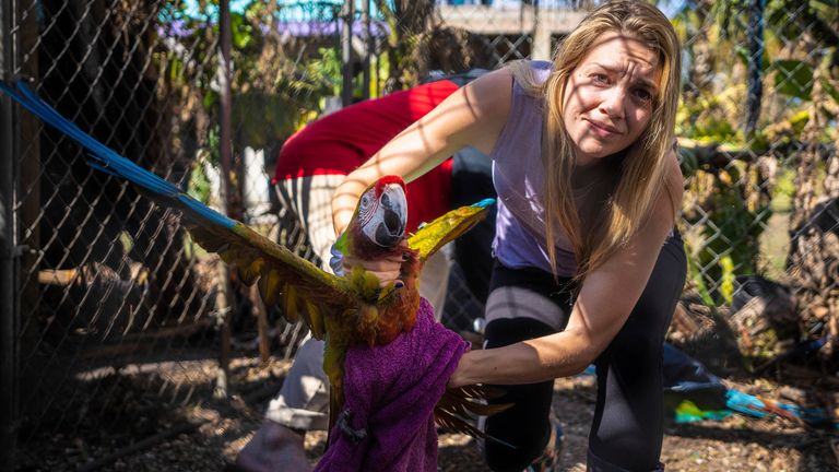 Alexis Highland handles a parrot at the Malama Manu Sanctuary in Pine Island, Fla., Tuesday, Oct. 4, 2022. The birds had to be rescued from the sanctuary after Hurricane Ian swept through the area. (AP Photo/Robert Bumsted)