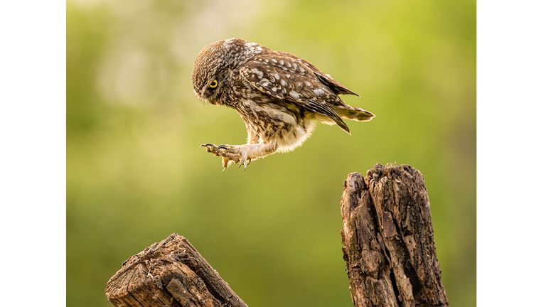 The Comedy Wildlife Photography Awards 2022.T..mea Ambrus.Budapest.Hungary..Title: I jump instead of flying.Description: The screech-owl chose to jump instead of flying. He was a bit lazy.:).Animal: screech-owl.Location of shot: Hungary.Credit Timea Ambrus/Comedywildlifephoto.com
