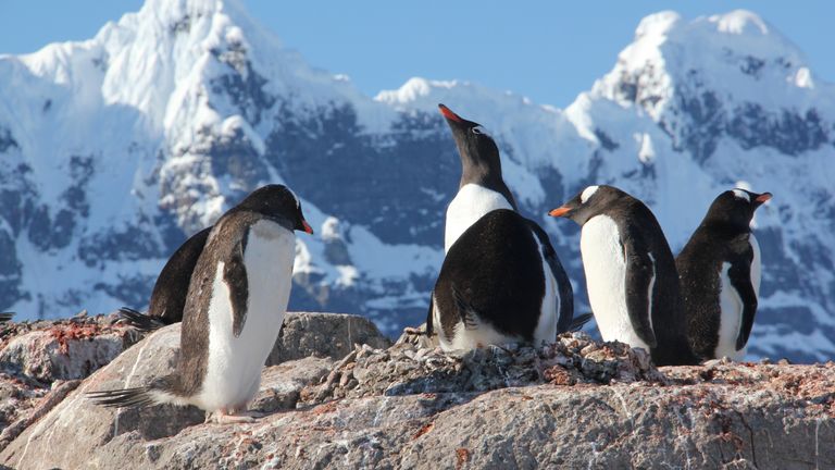 Penguins in Antarctica