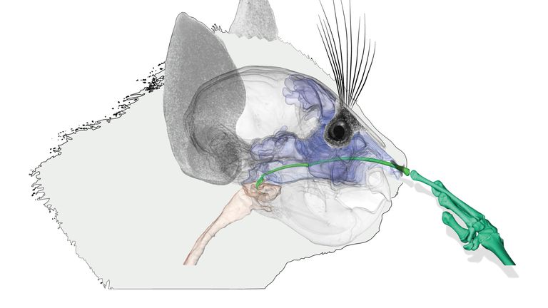 Scientists believe the aye aye&#39;s finger might be able to reach right to the back of its throat