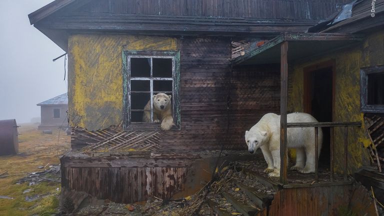 House of bears by Dmitry Kokh