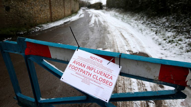 A closed road leading to a chicken farm is seen after an outbreak of bird flu in the village of Upham in southern England February 3, 2015. REUTERS/Peter Nicholls/File Photo