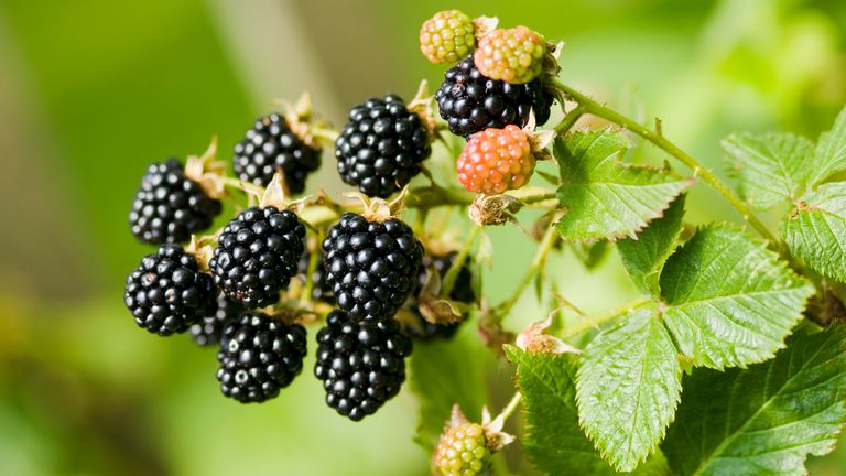 Fresh bunch of blackberry fruit on branch and green leaves in nature. Close-up, horizontal shot, soft focus green background.