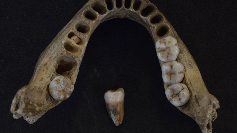 Human jaw from Kendrick’s Cave dated to approximately 13,600 year ago. DNA was analysed from this individual (Photograph taken by R. Stevens)
