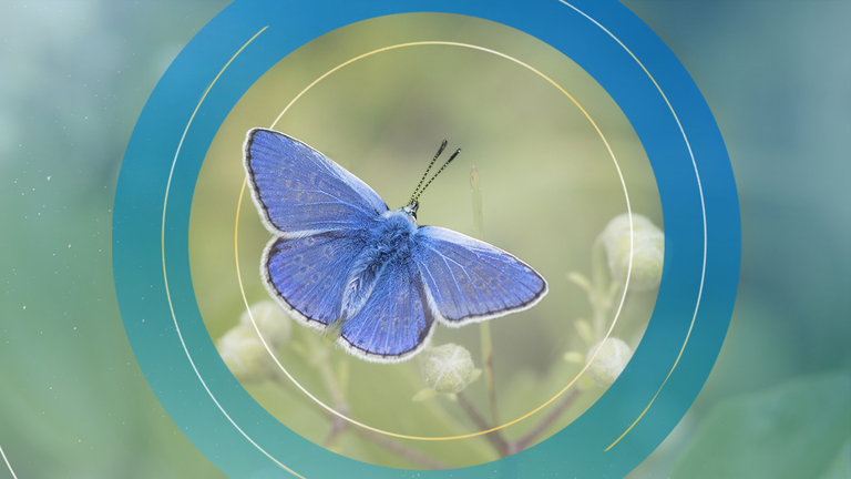 A Common Blue butterfly