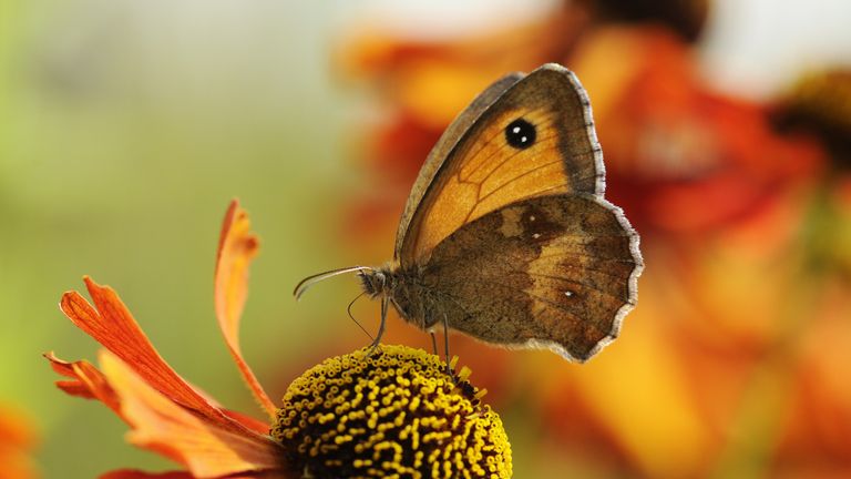 A Gatekeeper butterfly