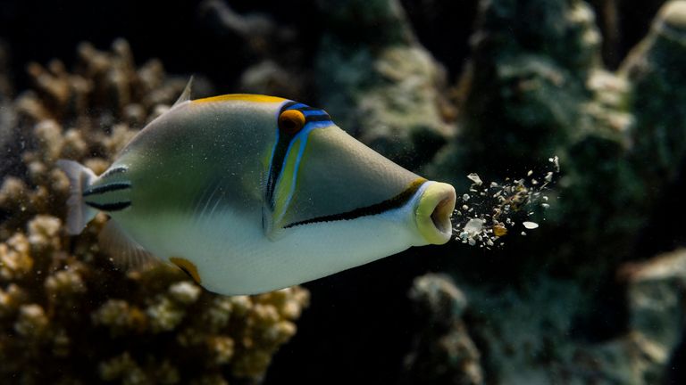 The Comedy Wildlife Photography Awards 2022.Paul Eijkemans.Waalre.Netherlands..Title: Barf.Description: This picture of a Picasso Triggerfish was taken in Marsa Shagra, Egypt. The fish just vomited the coral residues that it picked up while nibbling on the coral..Animal: Picasso Triggerfish.Location of shot: Marsa Shagra, Egypt.Credit: Paul Eijkemans/Comedywildlifephoto.com