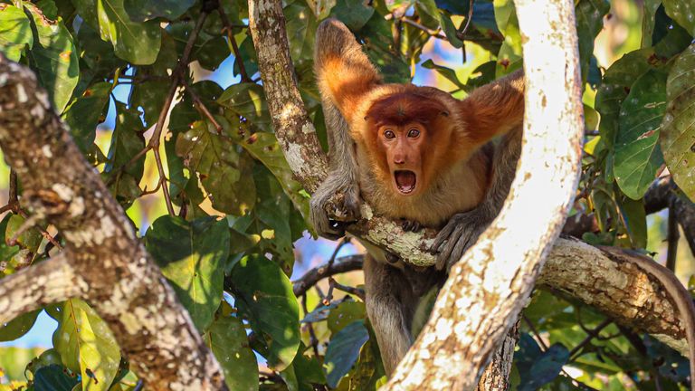 The Comedy Wildlife Photography Awards 2022.Andy Evans.kent.United Kingdom..Title: Stop and stare.Description: After hearing Borneo's borders would reopen again in April 2022 I couldn't wait to visit and photograph some of the weird and wonderful wildlife on the island. After 2 years with no tourists it seemed like the wildlife was just as shocked to see me as I was to see them. This young proboscis monkey watched in amazement as I cruised by on the kinabatangan river..Animal: Probiscis monkey.Location of shot: Kinabatangan River, Sukau, Borneo.Credit: Andy Evans/Comedywildlifephoto.com