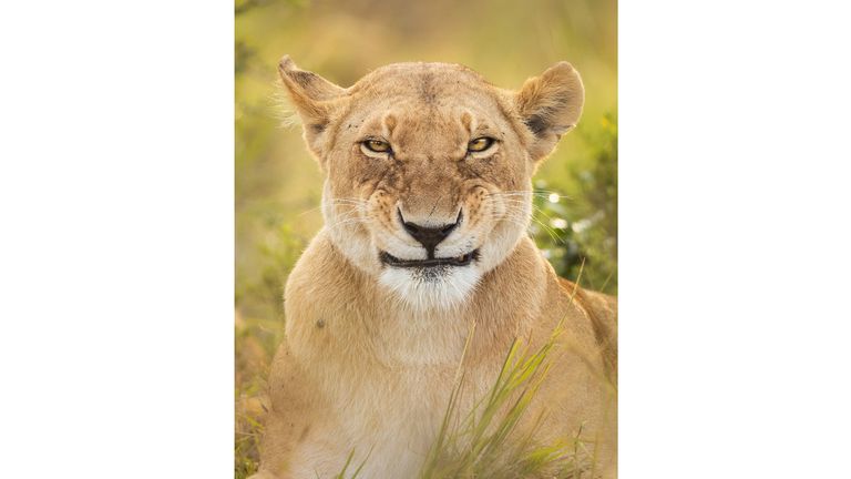 The Comedy Wildlife Photography Awards 2022.Alison Buttigieg.Helsinki.Finland..Title: What do you mean smile?! I am smiling!.Description: I spent a whole morning with this lion pride.  One of the lionesses made some funny facial expressions after yawning, luckily for me she looked straight into the camera for a moment and I caught this fake smile..Animal: African Lion.Location of shot: Olare Motorogi Conservancy, Kenya.Credit: Alison Buttigieg/Comedywildlifephoto.com