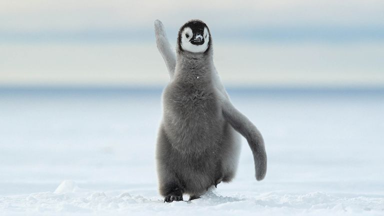 The Comedy Wildlife Photography Awards 2022.Thomas Vijayan.Ontario.Canada..Title: Happy Feet.Description: This chick has grown old enough to take to the seas and fish for their own food..Animal: Emperor Penguin.Location of shot: Antarctica.
Credit:Thomas Vijayan/Comedywildlifephoto.com