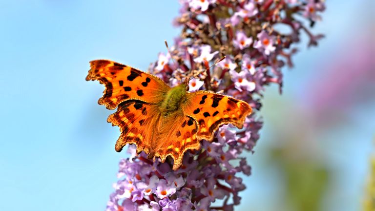 A Comma butterfly