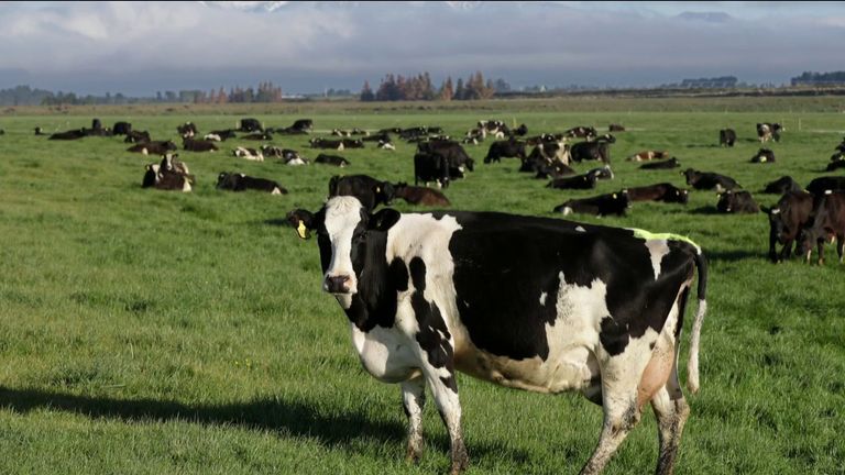 The New Zealand government has proposed taxing farm animal &#39;burps&#39; to help reduce methane emissions