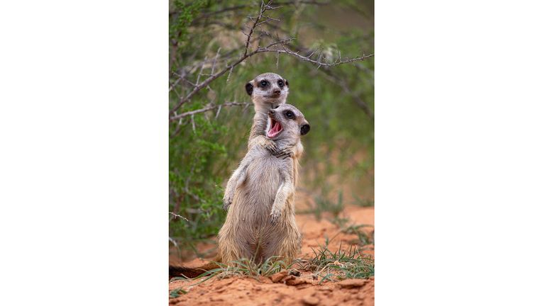 The Comedy Wildlife Photography Awards 2022.Emmanuel Do Linh San.Grahamstown.South Africa..Title: "I'm gonna strangle you!".Description: I was following a group of meerkats on foot in the Kalahari Trails Game Reserve, in South Africa. Most individuals, including adults, were in a playful mood. It gave me a unique opportunity to capture very interesting and dynamic interactions between some members of the group. In the photo that I have selected, there is no aggression between individuals, but rather an interaction that reminds us of humans when one of your friends jokes about you and you pretend to strangle them and, in response, they open their mouth like a simpleton :-).Animal: Meerkats or suricates (Suricata suricatta).Location of shot: Kalahari Trails Game Reserve, South Africa.Credit:Emmanuel Do Linh San/Comedywildlifephoto.com