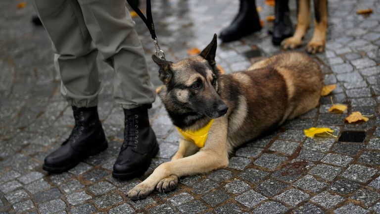 One of the brave animals pictured in Suippes Pic: AP 