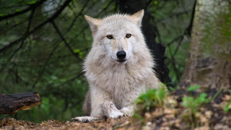 Grey wolf, Washington State