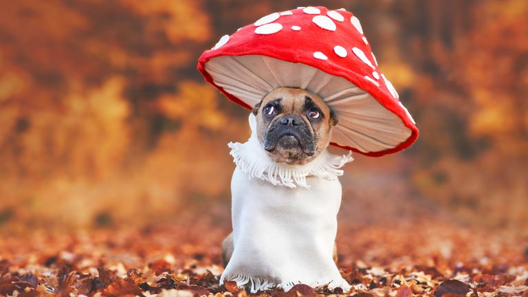 Funny French Bulldog dog in unique fly agaric mushroom costume standing in orange autumn forest with copy space