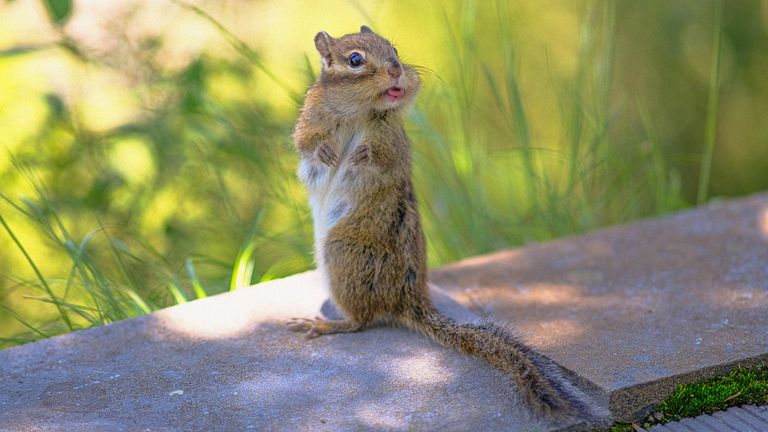 The Comedy Wildlife Photography Awards 2022.Lee Zhengxing.Shaanxi.China, People's Republic of..Title: Lisping Squirrel.Description: We encountered this little squirrel when climbed mountain in June.  When noticed our approaching, instead of escaping right away, he just kept standing on the edge of cliff and overlooked into the distance,  then turned around to staring at us as if we had interrupted his meditation. We left him with some biscuits for inconvenience and I took a photo of him telling thanks, just found that he was a lisper..Animal: squirrel.Location of shot: Zhuque National Forest Park, Xi'aan, China.Credit:Lee Zhengxing// Comedywildlifephoto.com