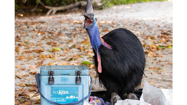 The Comedy Wildlife Photography Awards 2022.Lincoln Macgregor.Sydney.Australia..Title: Your Picnic's Mine!.Description: When this Southern Cassowary sat confidently down on a picnic blanket, it scared all of the picnickers away and start eating up the fish and chips that were laid out before it. I captured this photo just as this cassowary swallowed some food, lending the bird a cheeky and mischievously satisfied look!   Cassowaries, touted as the ...most dangerous bird in the world..., roam the beachfront of Etty Bay on most afternoons, raiding picnics and frightening many unaware tourists. Armed with dagger-like claws and often being territorial and aggressive towards intruders, cassowaries command respect and most people keep a safe distance from them. I spent several days photographing and documenting their behaviour at Etty Bay, where these wild birds regularly come into contact with humans and have become comfortable approaching people. Picnickers in this area often inadvertently attract these birds with food, however human food can have a negative effect on their health. Cassowaries are well known for being important seed dispersers in their rainforest ecosystems, and when their diet strays from natural seeds and fruits, their important seed dispersal role diminishes..Animal: Southern Cassowary (Casuarius casuarius).Location of shot: Etty Bay, Queensland, Australia.Credit:Lincoln Macgregor/Comedywildlifephoto.com