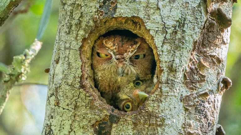 The Comedy Wildlife Photography Awards 2022.Mark Schocken.Tampa.United States..Title: Tight Fit!.Description: I was going to see and photograph this eastern screech owl nest in a local park in Florida.  One morning, a few days before the two owlets fledged, one owlet tried to squeeze into the nest hole with Mom, maybe to see the outside world for the first time.  It was hilarious and I was glad I was there that morning to photograph it. The moment lasted only a few seconds as Mom didn't seem very happy with the arrangement. Check out the expression on her face..Animal: Eastern Screech Owl and Owlet.Location of shot: Largo, Florida, USA.Credit:Mark Schocken/Comedywildlifephoto.com