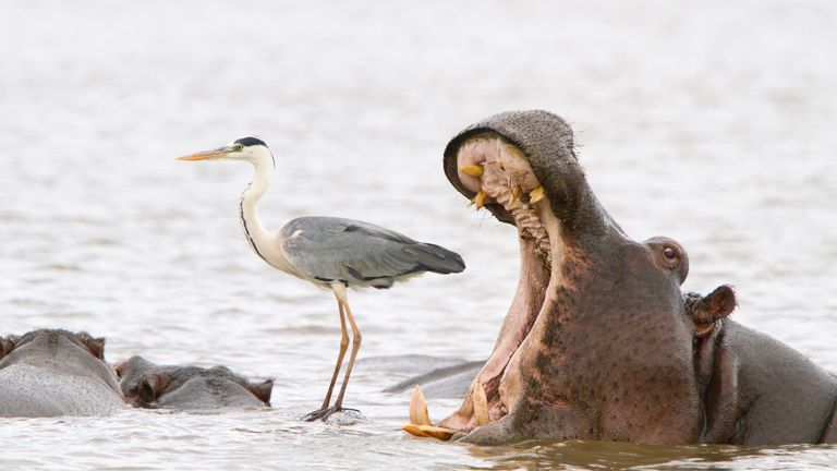 The Comedy Wildlife Photography Awards 2022.Jean-Jacques Alcalay-Marcon.Montmeyran.France..Title: Misleading african viewpoints 2.Description: Hippo yawning next to a heron standing on the back of another hippo.Animal: Hippo .Location of shot: Kruger National Park, South Africa.Credit:Jean-Jacques Alcalay-Marcon/Comedywildlifephoto.com