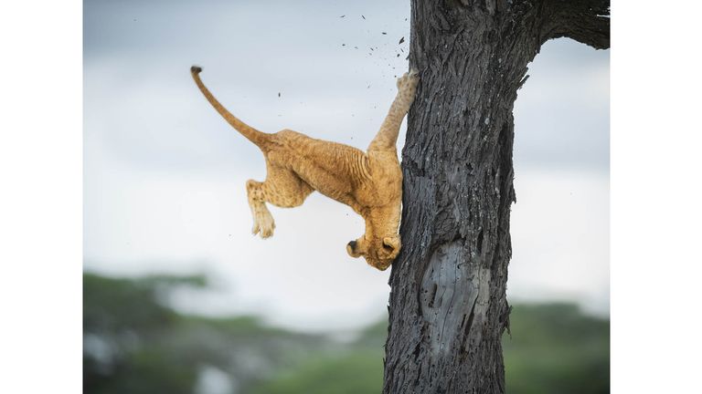 The Comedy Wildlife Photography Awards 2022.Jennifer Hadley.Raleigh.United States..Title: Not so cat-like reflexes.Description: This 3 month old cub and his sibling were in a tree. The other lionesses were in other trees and on the ground. He wanted to get down and walked all over the branches looking for the right spot and finally just went for it. It was probably his first time in a tree and his descent didn't go so well. He was just fine though after landing on the ground. He got up and ran off with some other cubs..Animal: Lion.Location of shot: Serengeti Tanzania.Credit:Jennifer Hadley/Comedywildlifephoto.com