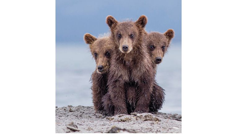 The Comedy Wildlife Photography Awards 2022.Paolo Mignosa.Felino.Italy..Title: Three headed ("Kerberos").Description: The three cubs seem to form a ...Kerberos..., the three ...headed dog of Greek mythology..Animal: Kamckatka brown bear cubs.Location of shot: Kuril lake, Kamchatka, Ruissia.Credit:Paolo Mignosa/Comedywildlifephoto.com