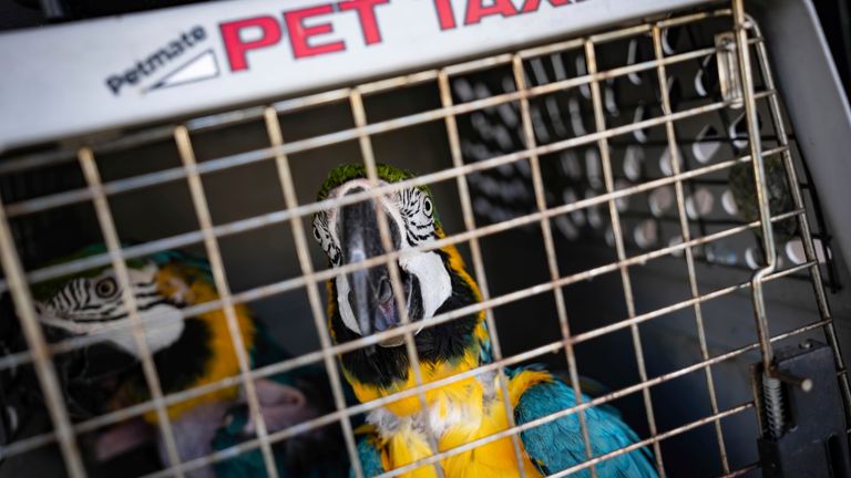 A pair of birds wait to be transported back to the mainland in Pine Island, Fla., Tuesday, Oct. 4, 2022. Volunteers helped rescue hundreds of birds from a sanctuary that was damaged by Hurricane Ian. (AP Photo/Robert Bumsted)