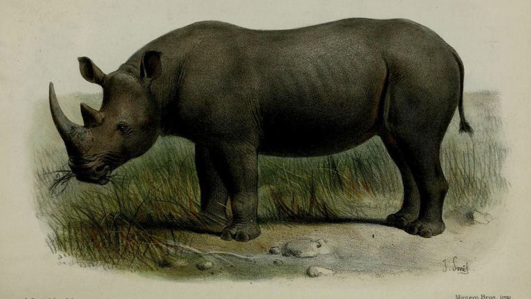 Rhino Resource Center for old illustrations of rhinos.