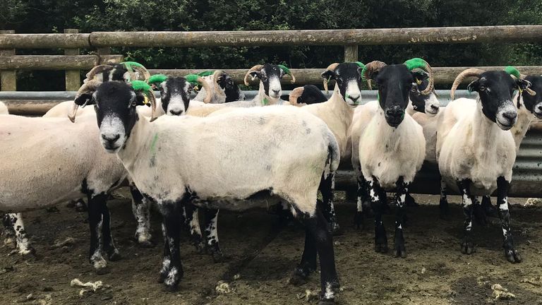 One farmer near Plymouth painted the horns of his sheep bright green to make them identifiable and protect against thefts