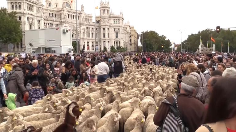 Sheep and goats takeover downtown Madrid as part of farming festival 