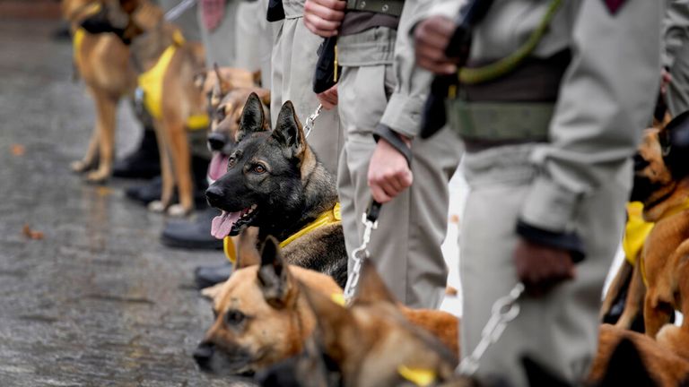 The dogs stand to attention with their owners Pic: AP 