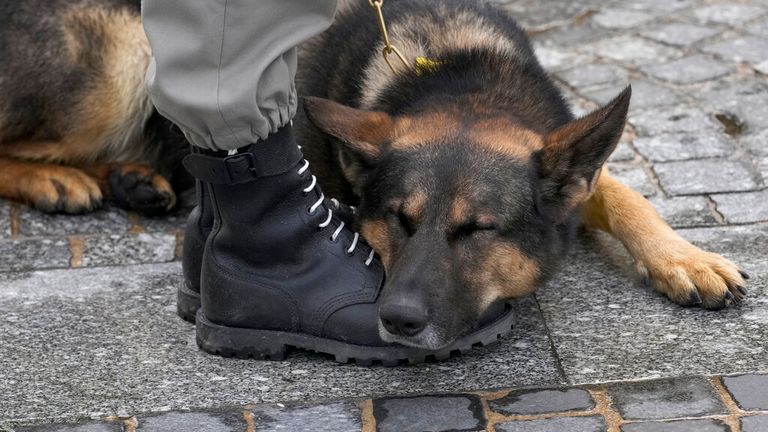 Sadık köpek Pokko tören sırasında uyur Pic: AP 