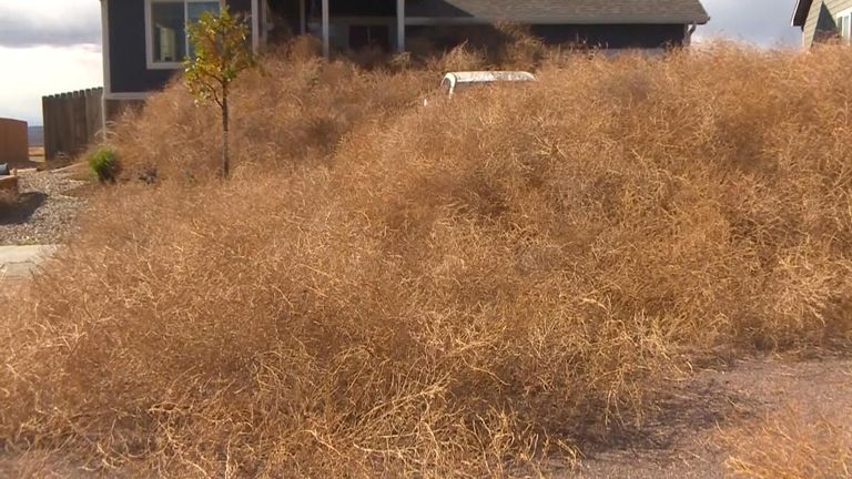 House, car and front garden are covered with tumbleweed