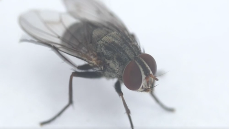 Avian Vampire Flies.  Photo: AP