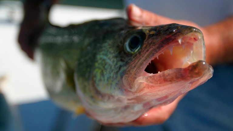 File - in this September.  In this Jan. 17, 2003 file photo, a walleye is photographed while fishing on Lake Erie near Marblehead, Ohio. One of Michigan's leading commercial fishermen is suing Michigan to try to overcome a decades-old policy that bans walleye from those who work for profit in the Great Lakes region.  (AP Photo/Daniel Miller, file)