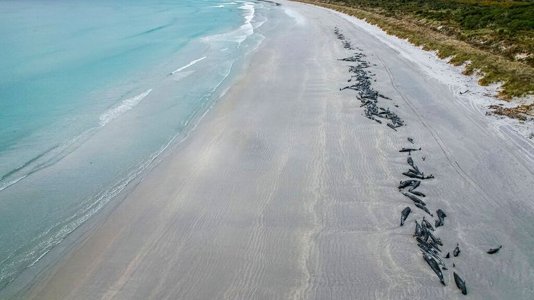 A string of dead pilot whales line the beach at Tupuangi Beach, Chatham Islands, in New Zealand&#39;s Chatham Archipelago, Saturday, Oct. 8, 2022. Some 477 pilot whales have died after stranding themselves on two remote New Zealand beaches over recent days, officials say. (Tamzin Henderson via AP)