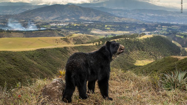 Les perspectives minces de l'ours à lunettes par Daniel Mideros, Équateur