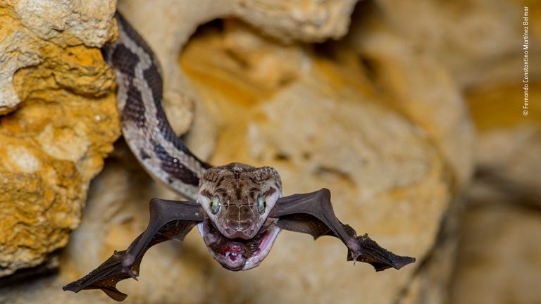 The bat-snatcher by Fernando Constantino Martínez Belmar, Mexico