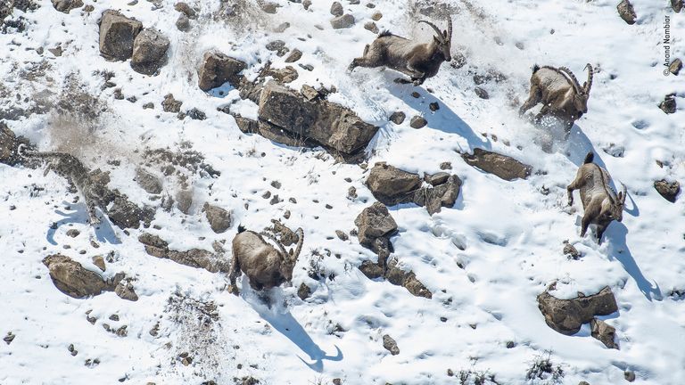 The great cliff chase by Anand Nambiar, India - Winner, Behaviour: Mammals