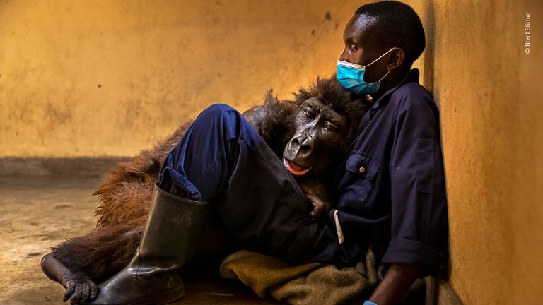 Ndakasi’s passing by Brent Stirton, South Africa - Winner, Photojournalism