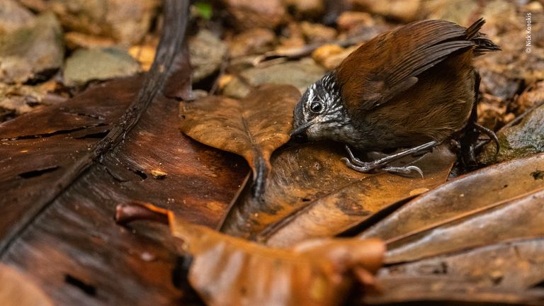 The listening bird by Nick Kanakis, USA 0 Winner, Behaviour: Birds